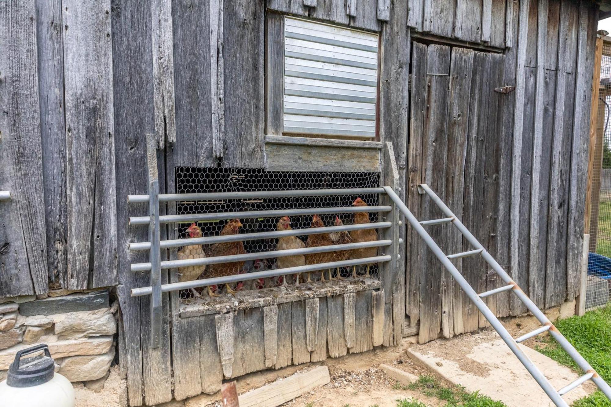 Watch Deer From A Farm Cottage Bel Air Luaran gambar