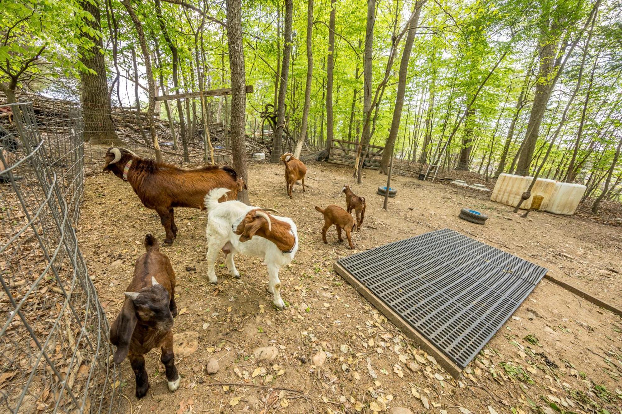 Watch Deer From A Farm Cottage Bel Air Luaran gambar
